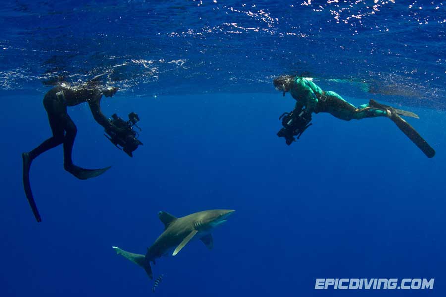 shark week epic diving oceanic whitetip