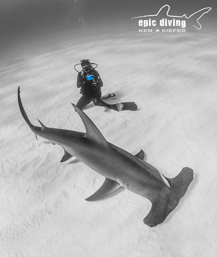 Nauticam iPhone housing shooting a great hammerhead shark in bimini