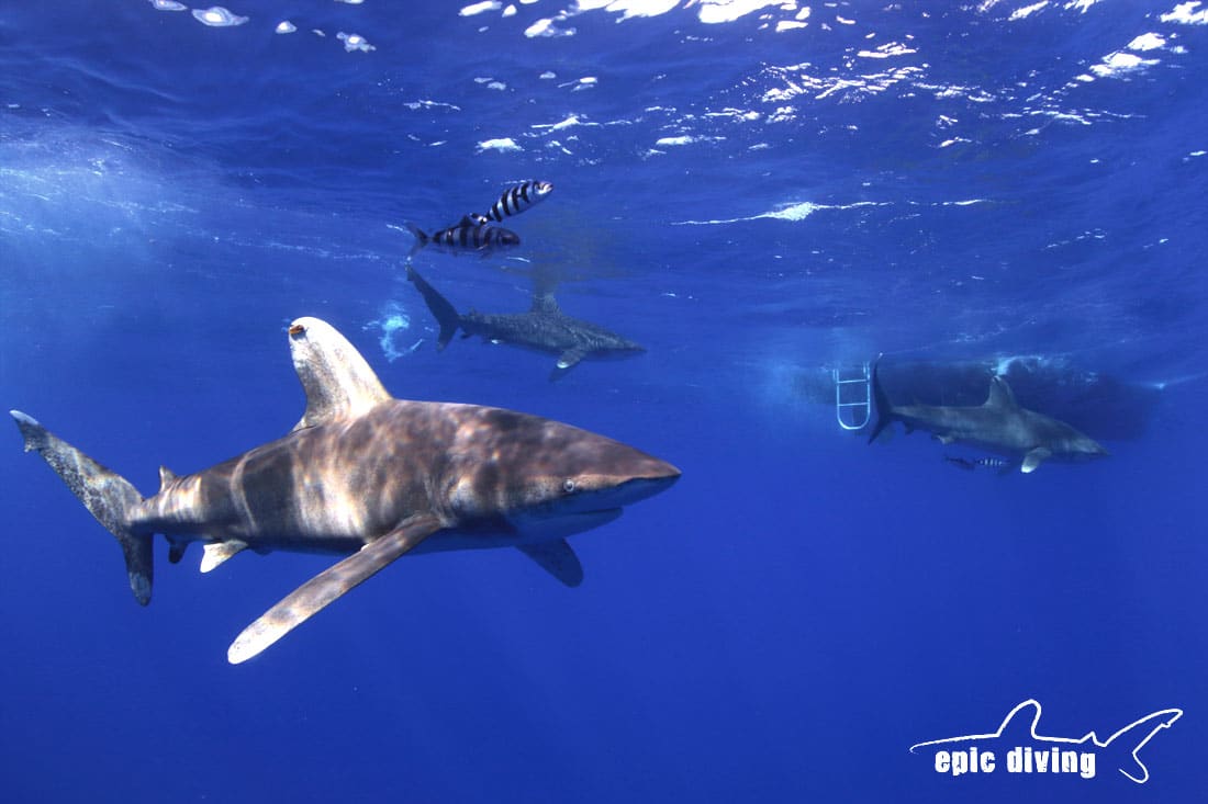 oceanic whitetip shark cat island bahamas shark diving