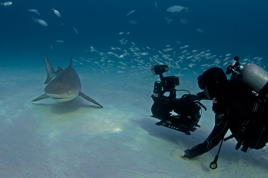 howard hall filming a bull shark