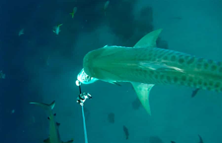 tiger shark cape eleuthera study