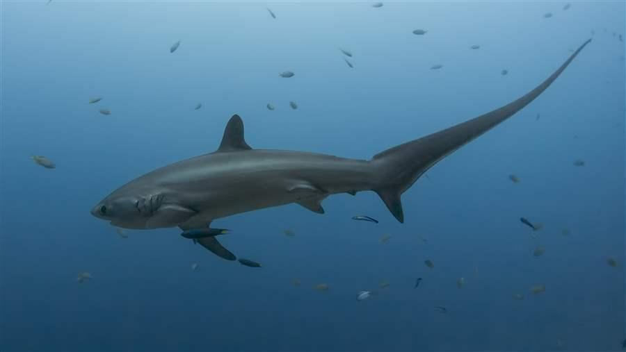 shark conservation wins