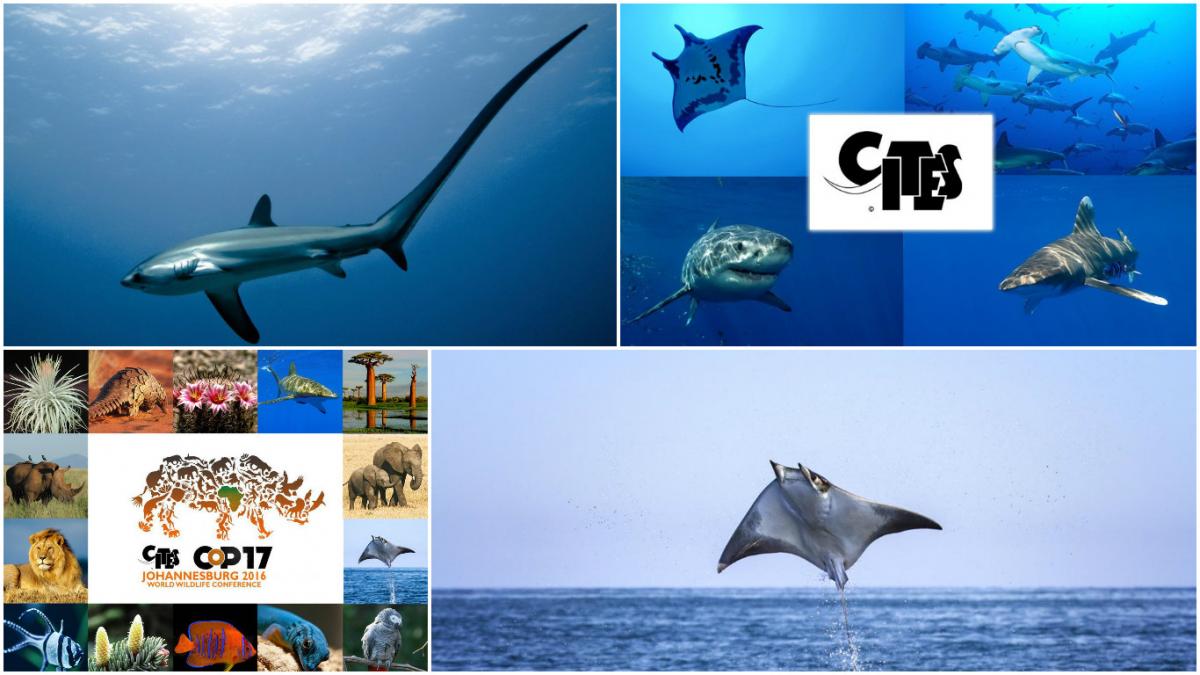 cites 2016 sharks and rays