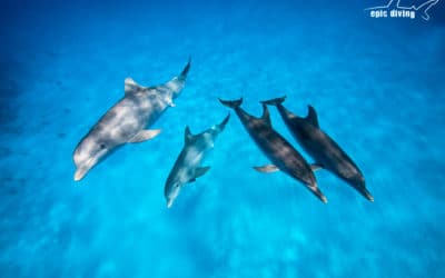 bimini wild dolphin encounter