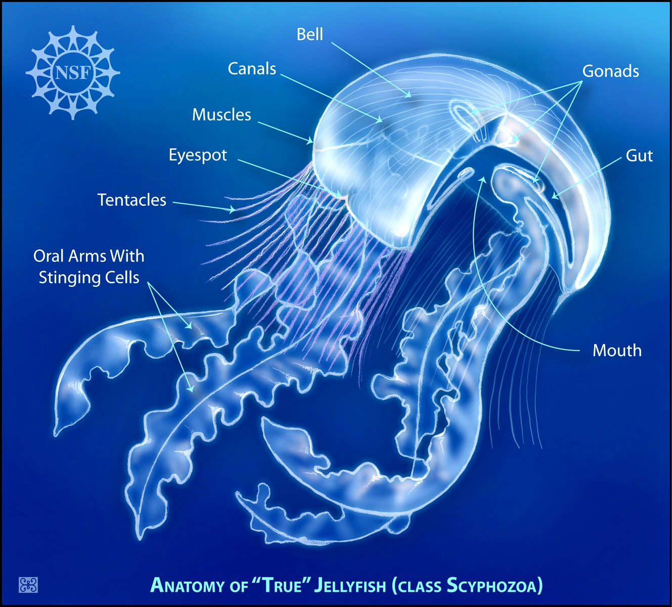 anatomy of a jellyfish