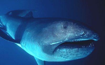 megamouth shark encounter
