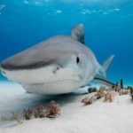 bahamas tiger beach shark diving