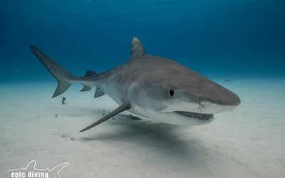 tiger shark bahamas diving