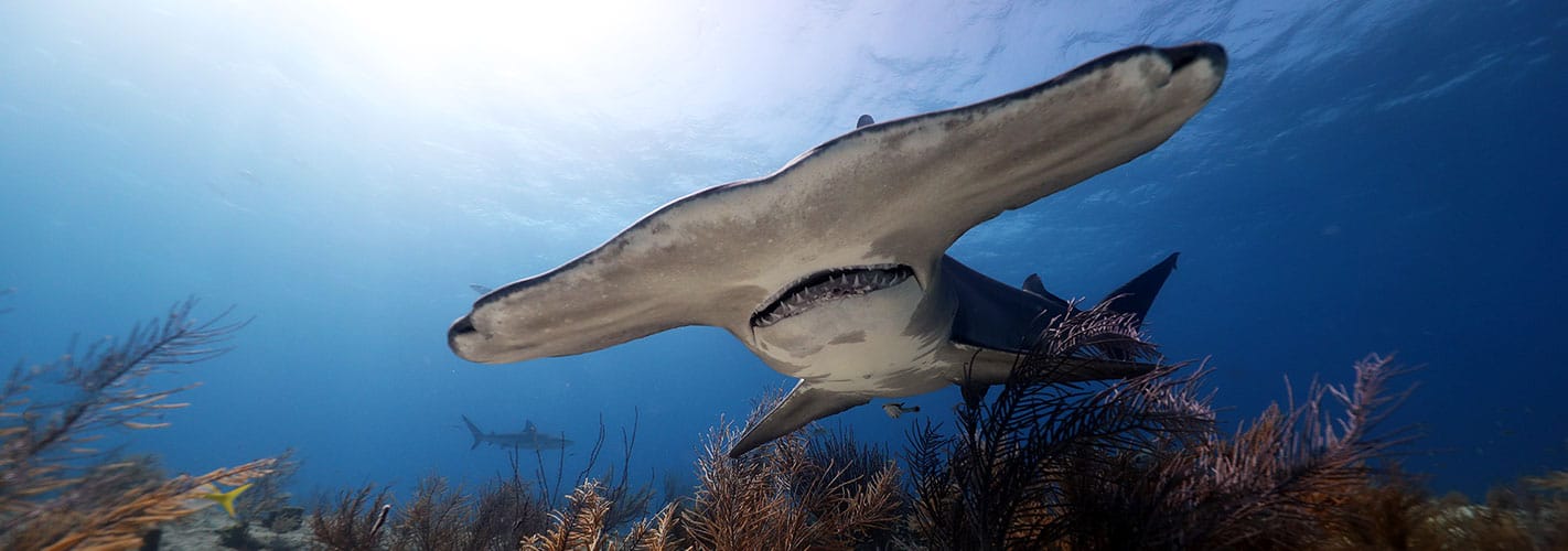 great hammerhead shark dive diving