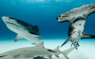 tiger shark and great hammerhead tiger beach bahamas