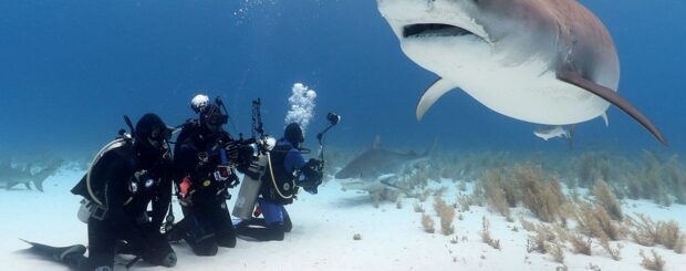 best shark diving bahamas