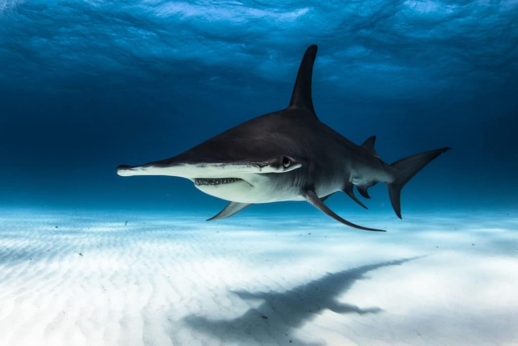 great hammerhead shark diving bahamas