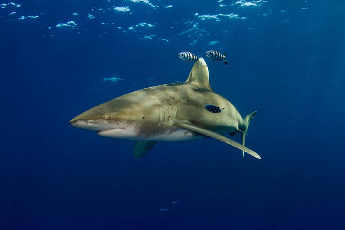 oceanic whitetip shark diving bahamas
