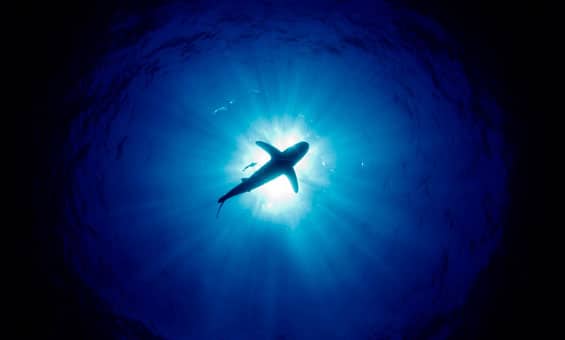 oceanic whitetip shark diving silouhette