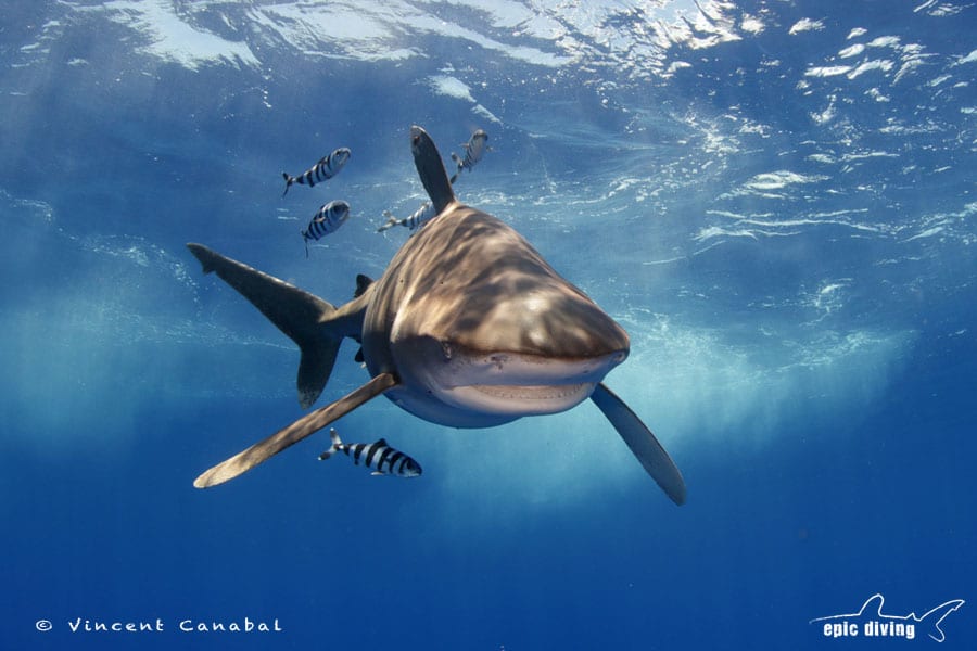 Oceanic Whitetip Shark and Pilot Fish cat island bahamas