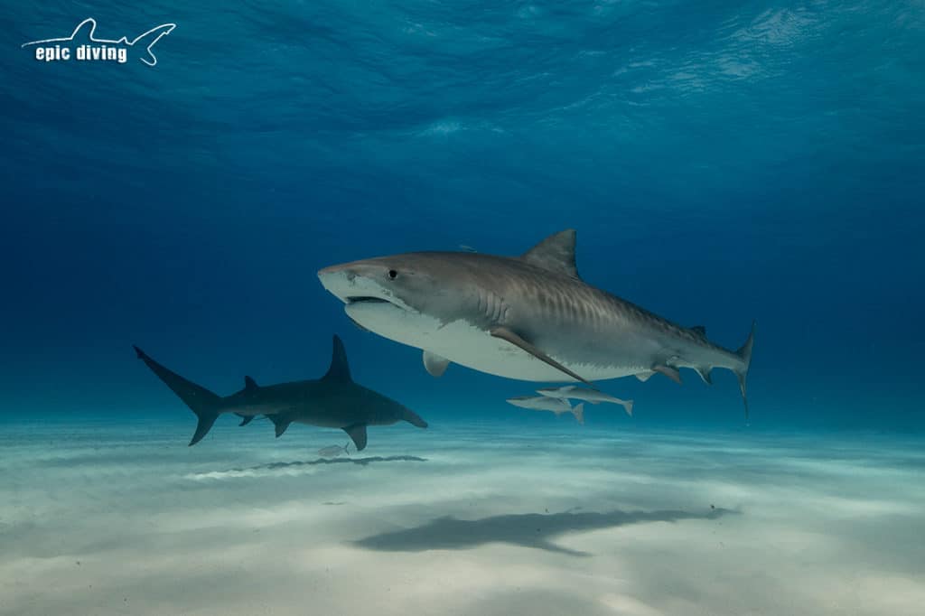dive with tiger sharks tiger beach bahamas