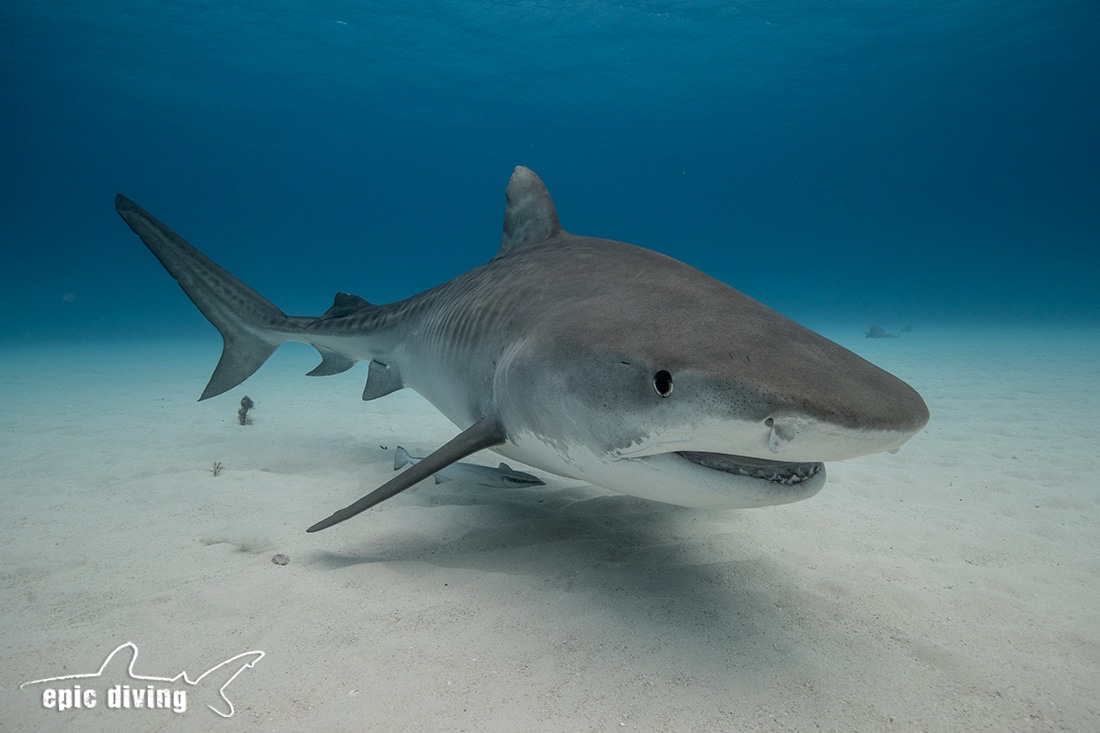 tiger shark bahamas diving