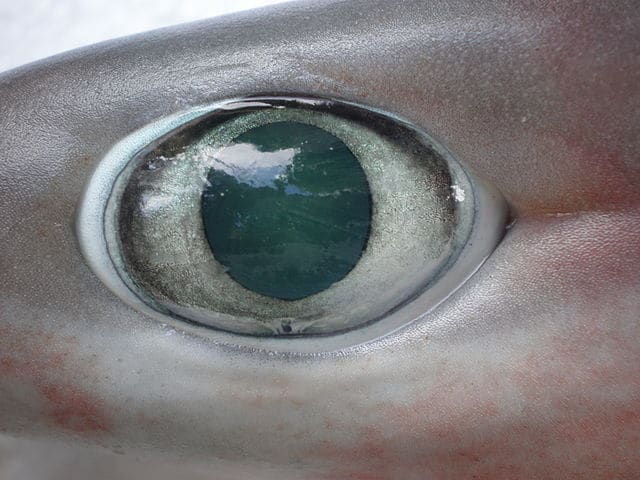 shark senses vision