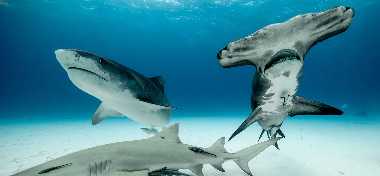 tiger shark and great hammerhead tiger beach bahamas