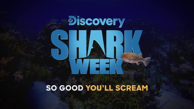shark week 2019 discovery channel